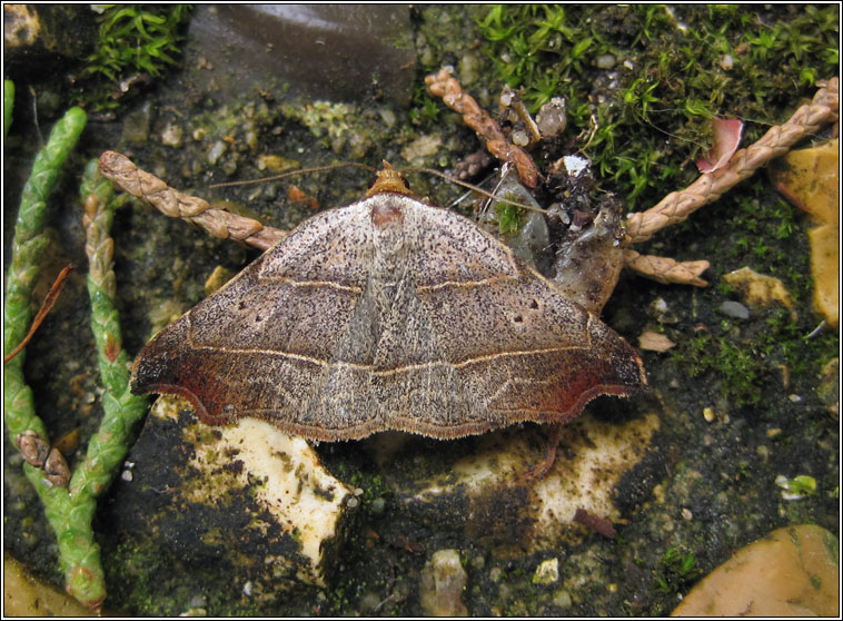 Beautiful Hook-tip, Laspeyria flexula