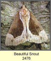 Beautiful Snout, Hypena crassalis