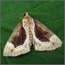 Beautiful Snout, Hypena crassalis