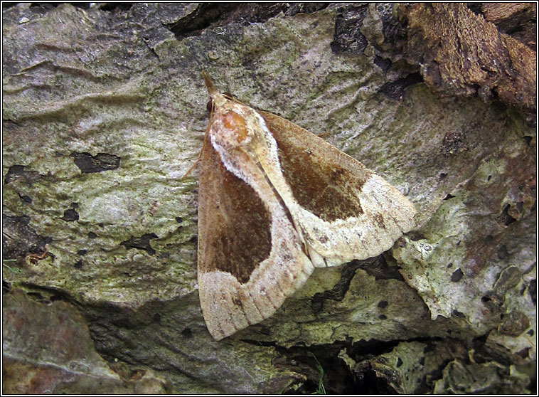 Beautiful Snout, Hypena crassalis