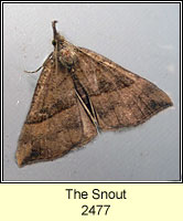 Snout, Hypena proboscidalis