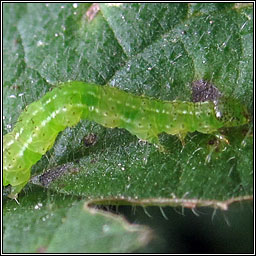 Snout, Hypena proboscidalis