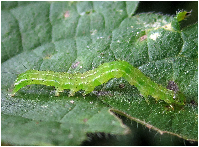 Snout, Hypena proboscidalis