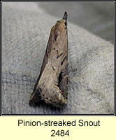 Pinion-streaked Snout, Schrankia costaestrigalis