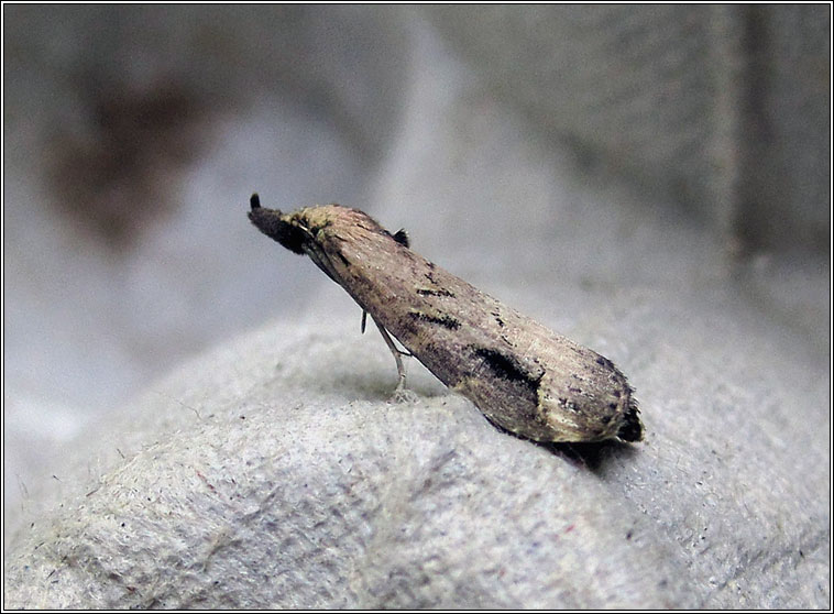 Pinion-streaked Snout, Schrankia costaestrigalis