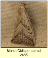 Marsh Oblique-barred, Hypenodes humidalis