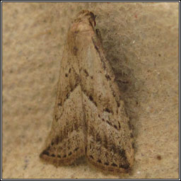 Marsh Oblique-barred, Hypenodes humidalis