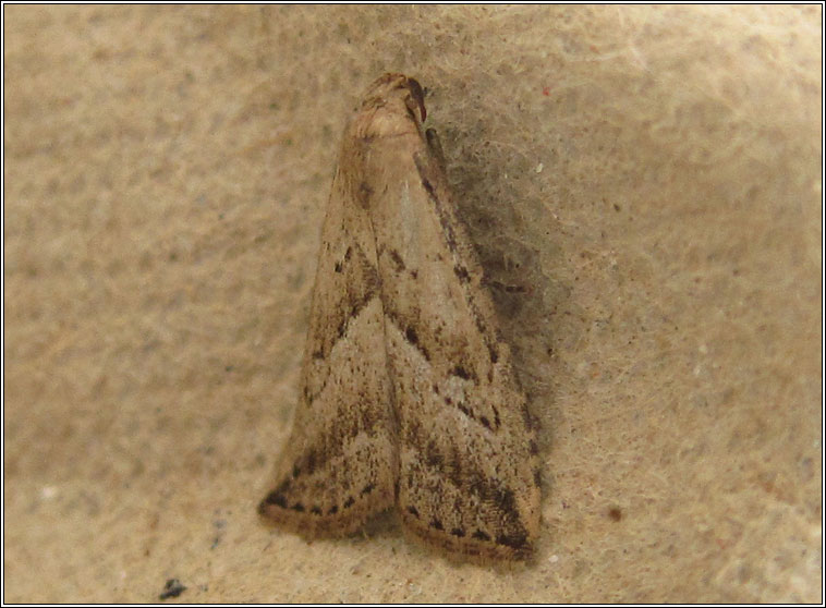 Marsh Oblique-barred, Hypenodes humidalis