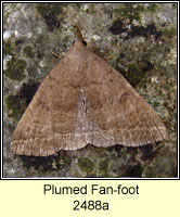 Plumed Fan-foot, Pechipogo plumigeralis