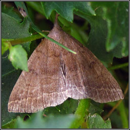 Plumed Fan-foot, Pechipogo plumigeralis