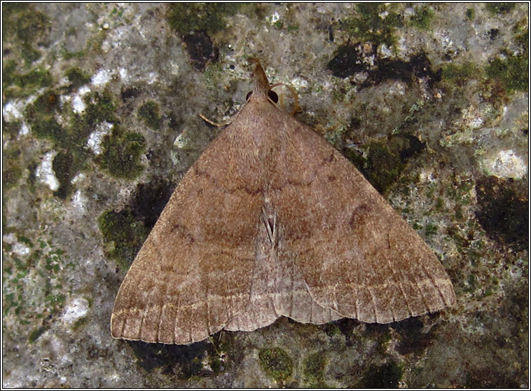 Plumed Fan-foot, Pechipogo plumigeralis