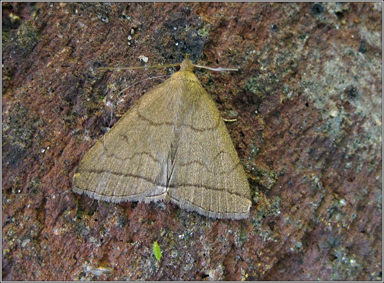 Fanfoot, Zanclognatha tarsipennalis