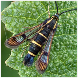 Currant Clearwing, Synanthedon tipuliformis