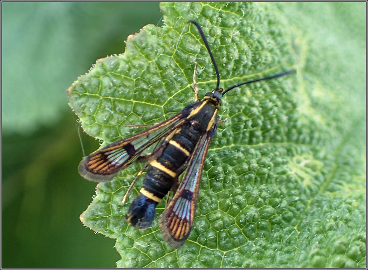 Currant Clearwing, Synanthedon tipuliformis