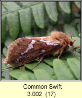 Common Swift, Hepialus lupulinus