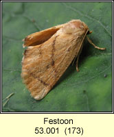 Festoon, Apoda limacodes