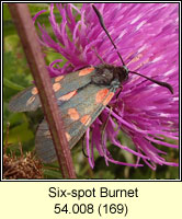 Six-spot Burnet, Zygaena filipendulae