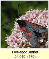 Five-spot Burne, Zygaena trifolii