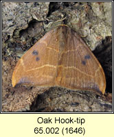 Oak Hook-tip, Watsonalla binaria
