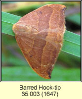 Barred Hook-tip, Watsonalla cultraria