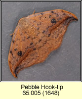 Pebble Hook-tip, Drepana falcataria