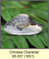 Chinese Character, Cilix glaucata