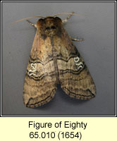 Figure of Eighty, Tethea ocularis