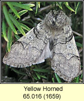 Yellow Horned, Achlya flavicornis
