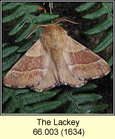 Lackey, Malacosoma neustria