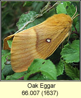 Oak Eggar, Lasiocampa quercus