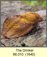 Drinker, Euthrix potatoria