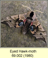 Eyed Hawk-moth, Smerinthus ocellata