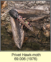 Privet Hawk-moth, Sphinx ligustri