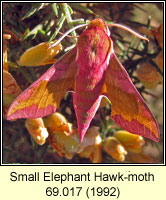 Small Elephant Hawk-moth, Deilephila porcellus