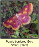 Purple-bordered Gold, Idaea muricata