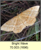 Bright Wave, Idaea ochrata