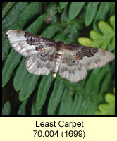 Least Carpet, Idaea rusticata