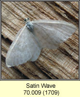 Satin Wave, Idaea subsericeata