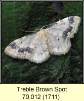 Treble Brown Spot, Idaea trigeminata
