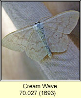 Cream Wave, Scopula floslactata