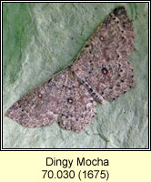 Dingy Mocha, Cyclophora pendularia