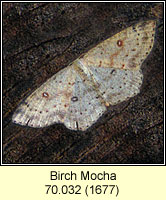 Birch Mocha, Cyclophora albipunctata