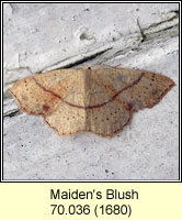 Maiden's Blush, Cyclophora punctaria
