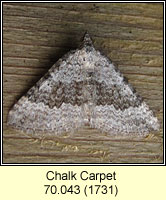 Chalk Carpet, Scotopteryx bipunctaria