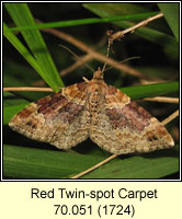 Red Twin-spot Carpet, Xanthorhoe spadicearia