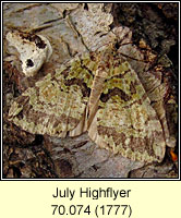 July Highflyer, Hydriomena furcata