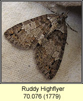 Ruddy Highflyer, Hydriomena ruberata