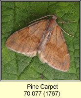 Pine Carpet, Thera firmata