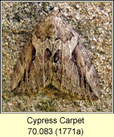 Cypress Carpet, Thera cupressata