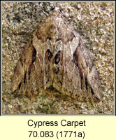 Cypress Carpet, Thera cupressata